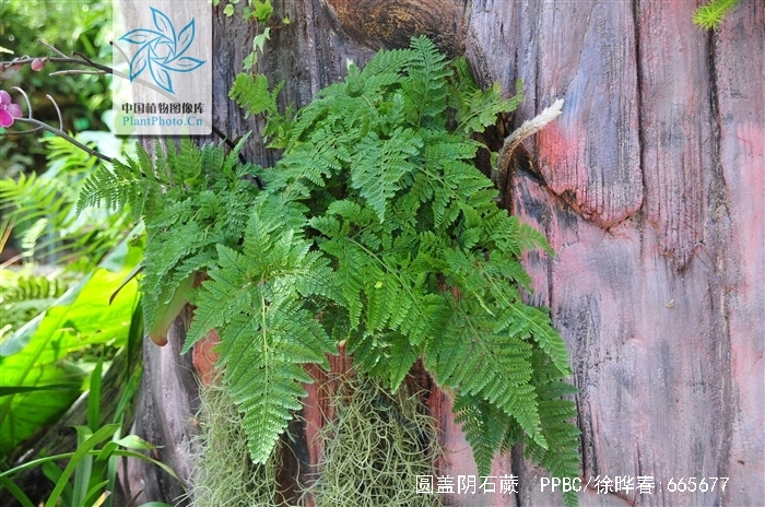  p>圆盖阴石蕨(学名: i>humata tyermanni /i> moore)是骨碎补科,阴石