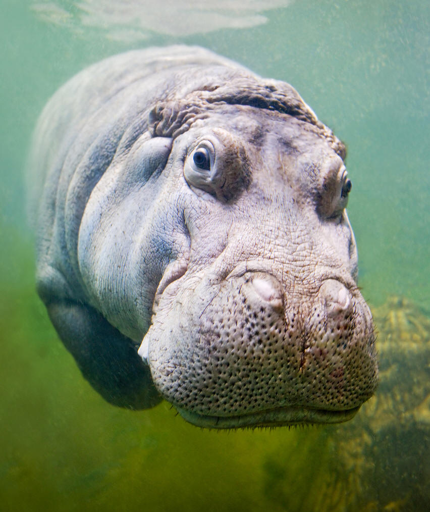  p>简介克里特侏儒河马(hippopotamus creutzburgi)是已灭绝的河马