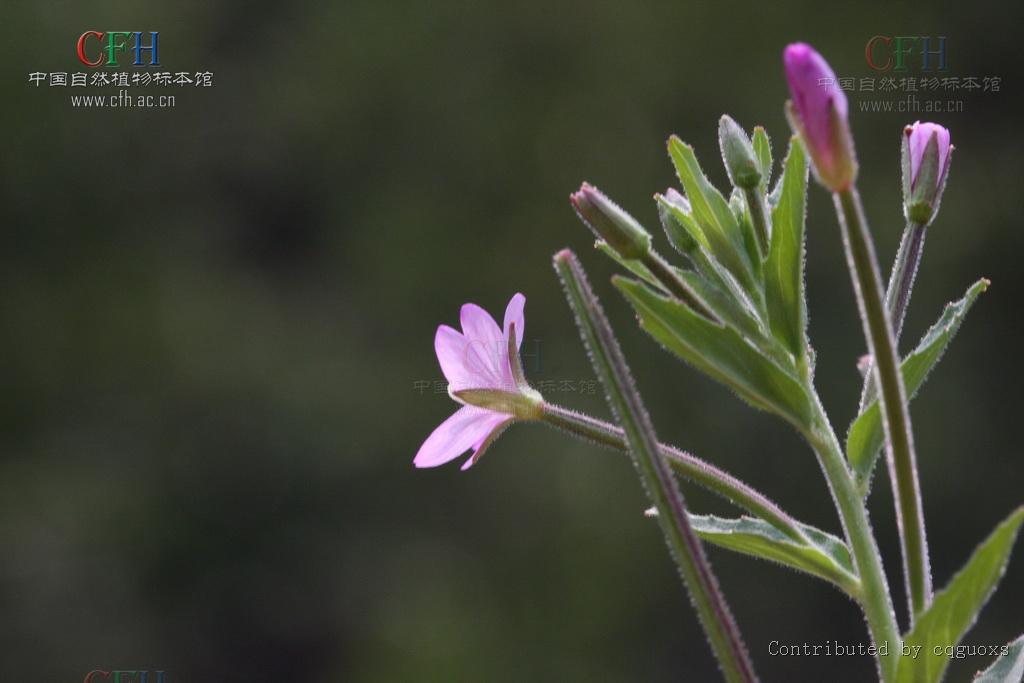  p> a href="#" data-lemmaid="5631238">长籽柳叶菜 /a>,拉丁文名