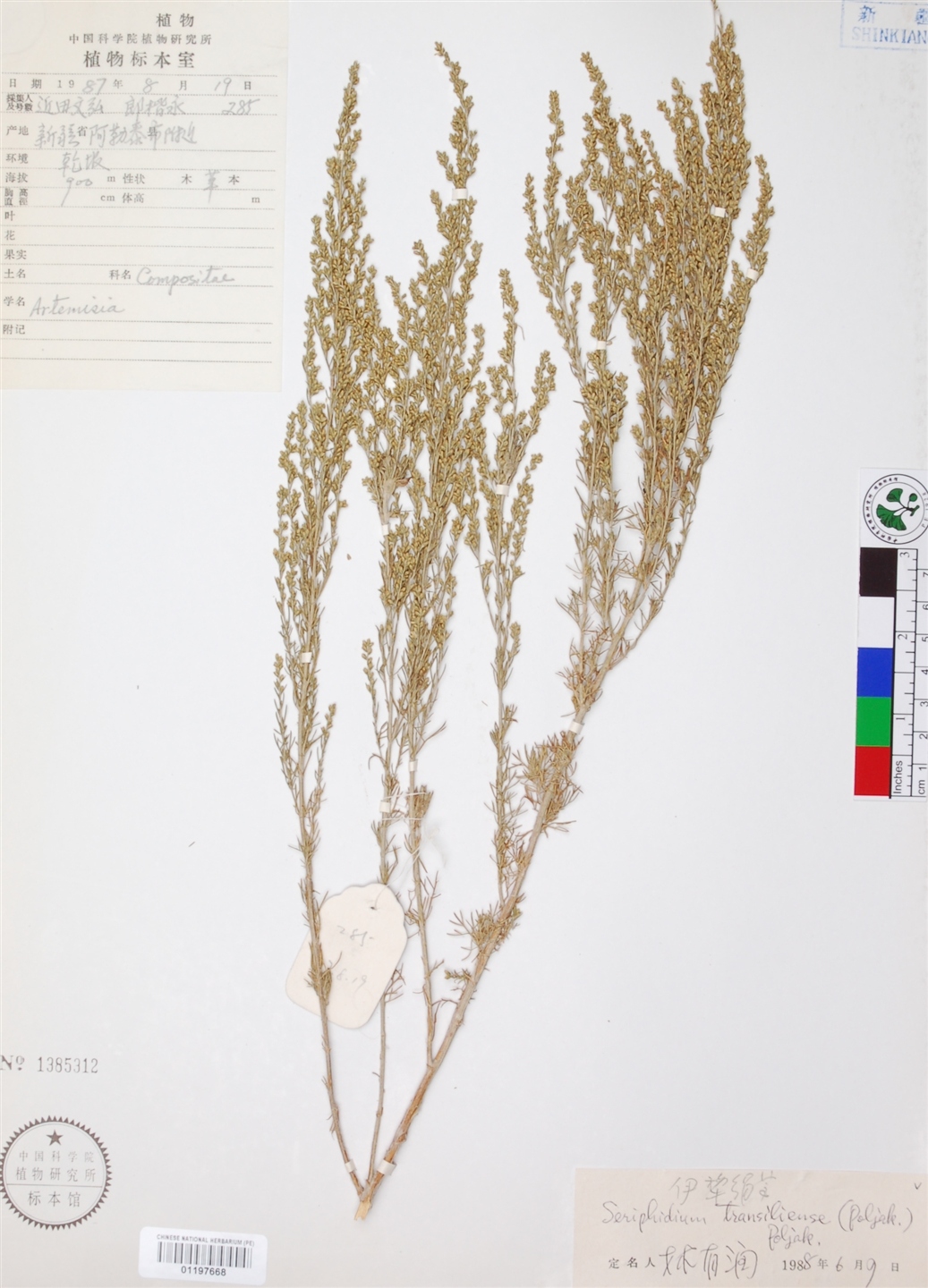 poljak. )是菊科绢蒿属植物,半灌木状草本或近小灌木状.