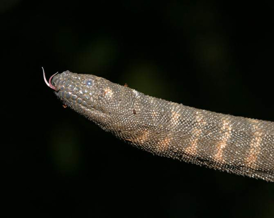 acrochordus granulatus)又名疣鳞蛇,是蛇亚目瘰鳞蛇科下的一个品种