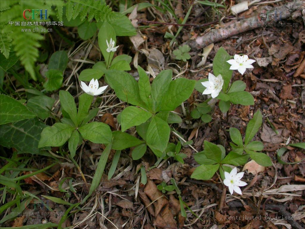 europaea)为 a href="#" data-lemmaid="3427454">报春花科 /a>七瓣莲