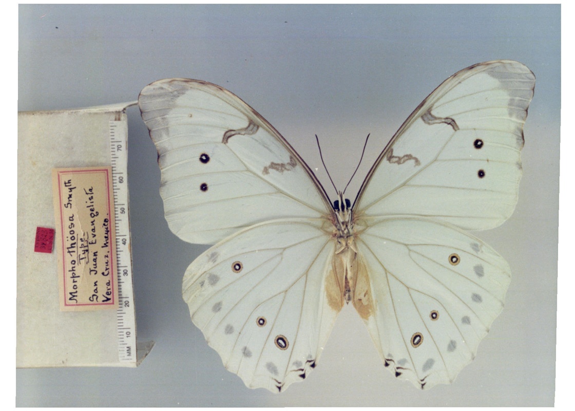  p>大白闪蝶(学名:morpho luna),鳞翅目 a href="#">蛱蝶科 /a>闪蝶属