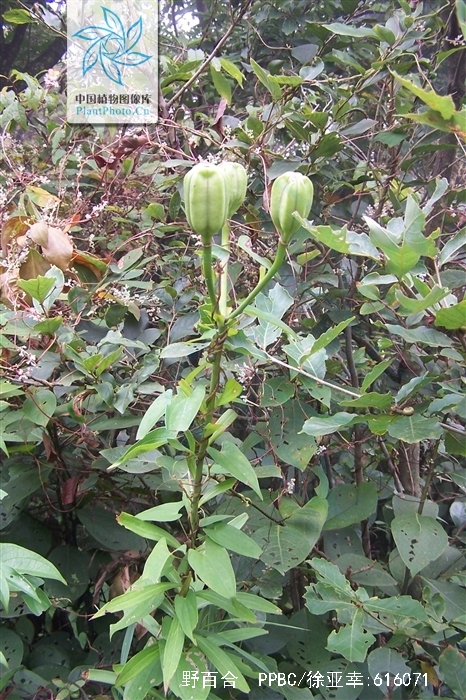  p>野百合(学名: i>lilium brownii /i>  f.e.br.