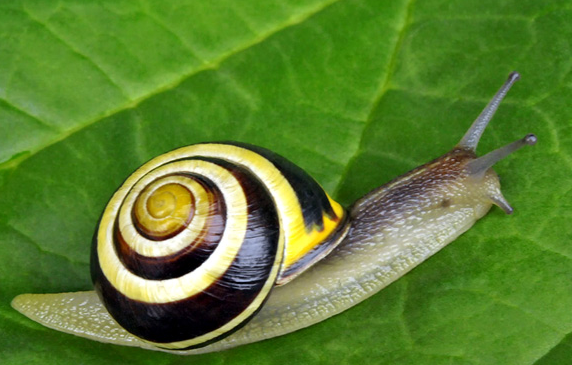 花园葱蜗牛