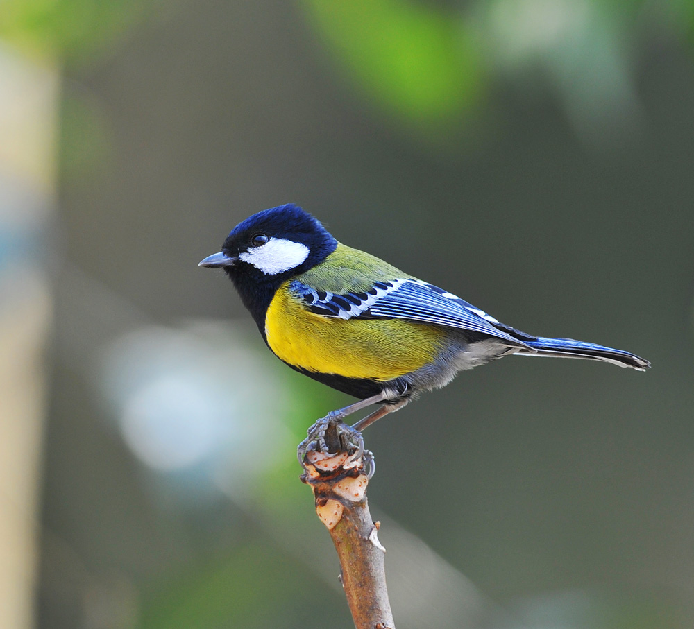  p>山雀科(paridae)是在 a href="#" data-lemmaid="11025340">鸟类