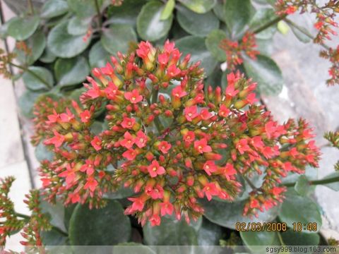  p>大株粗茎红景天是一种 a href="#" data-lemmaid="2278031">景天科