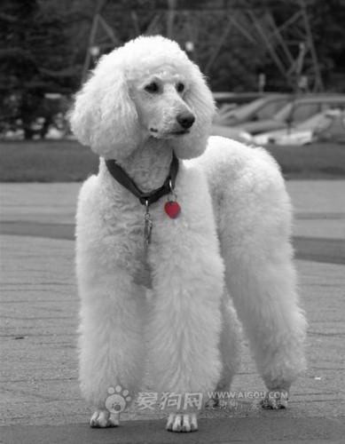  p>贵宾犬(poodle),也称"贵妇犬",又称"卷毛狗",在德语中,pudel是"
