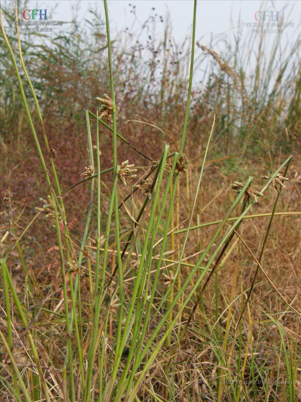  p>萤蔺是一种属于单子叶植物纲莎草科 a>藨草属 /a>的多年生草本杂草