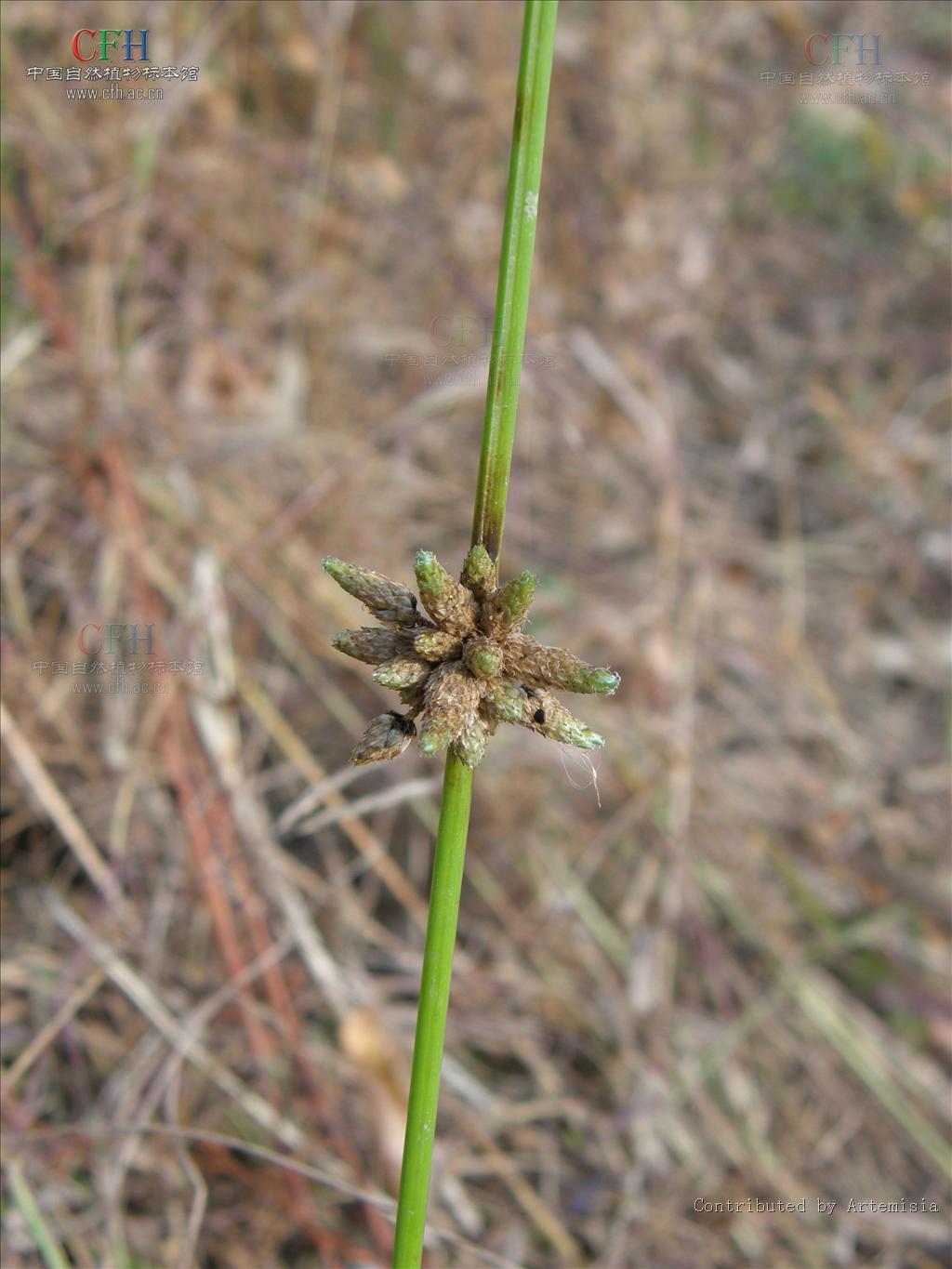  p>萤蔺是一种属于单子叶植物纲莎草科 a>藨草属 /a>的多年生草本杂草