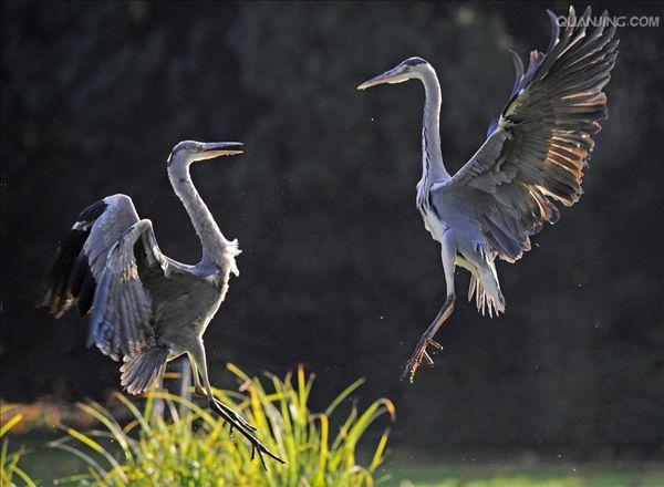  p>灰鹭( a target="_blank" href="/item/苍鹭/277071" data-lemmaid