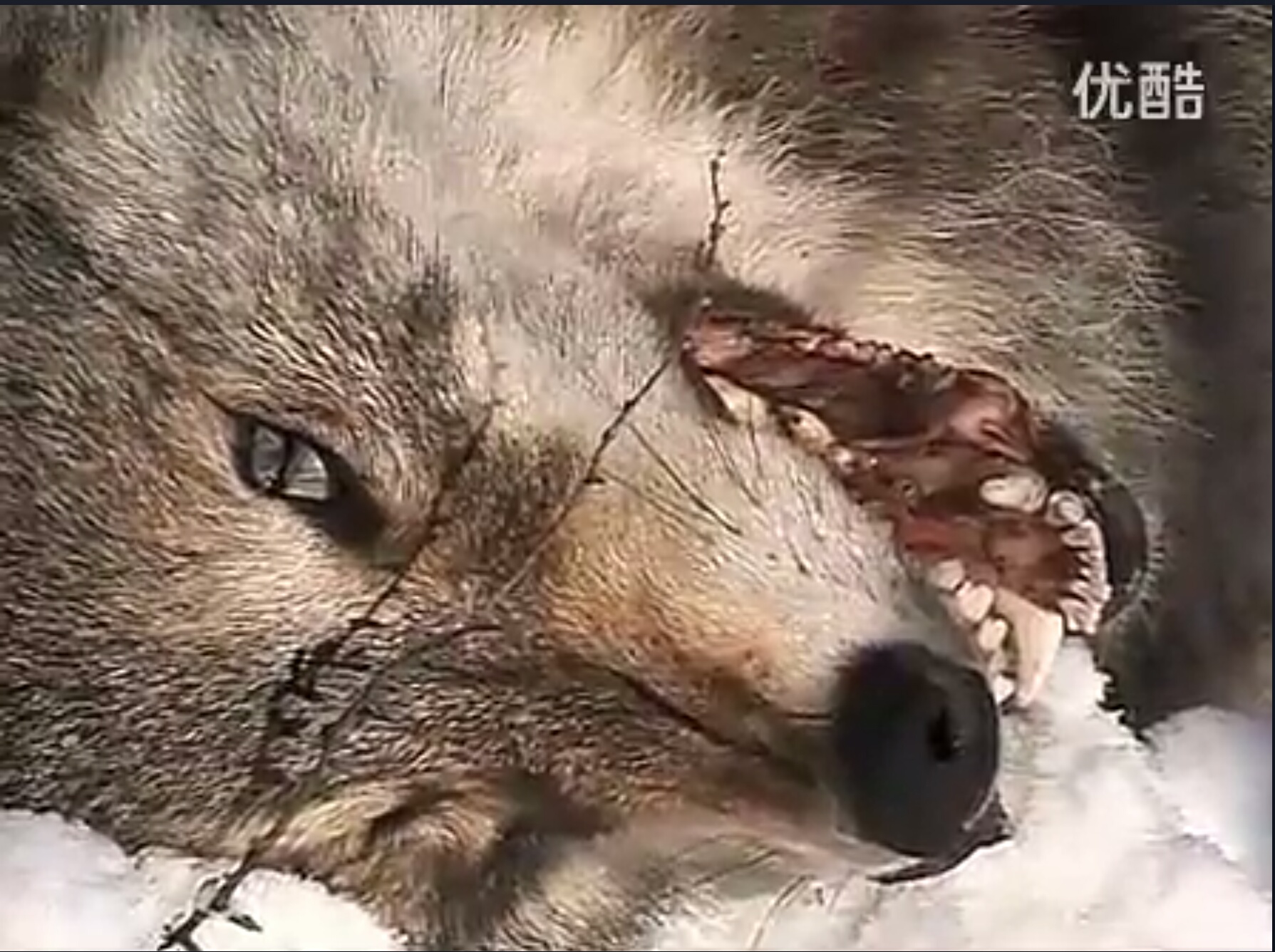  p>俄罗斯狼(学名:canis lupus communis)是 a href="#" data-lemmaid