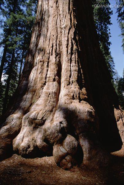 buchholz)是杉科,巨杉属大乔木.