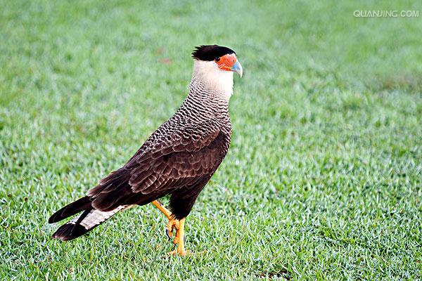  p>卡拉卡拉鹰 (caracara)亦称屍鹰(carrion hawk).
