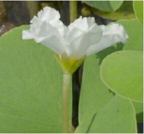  p>刺种莕菜(学名:nymphoides hydrophyllum)睡菜科荇菜属沼泽生浮水