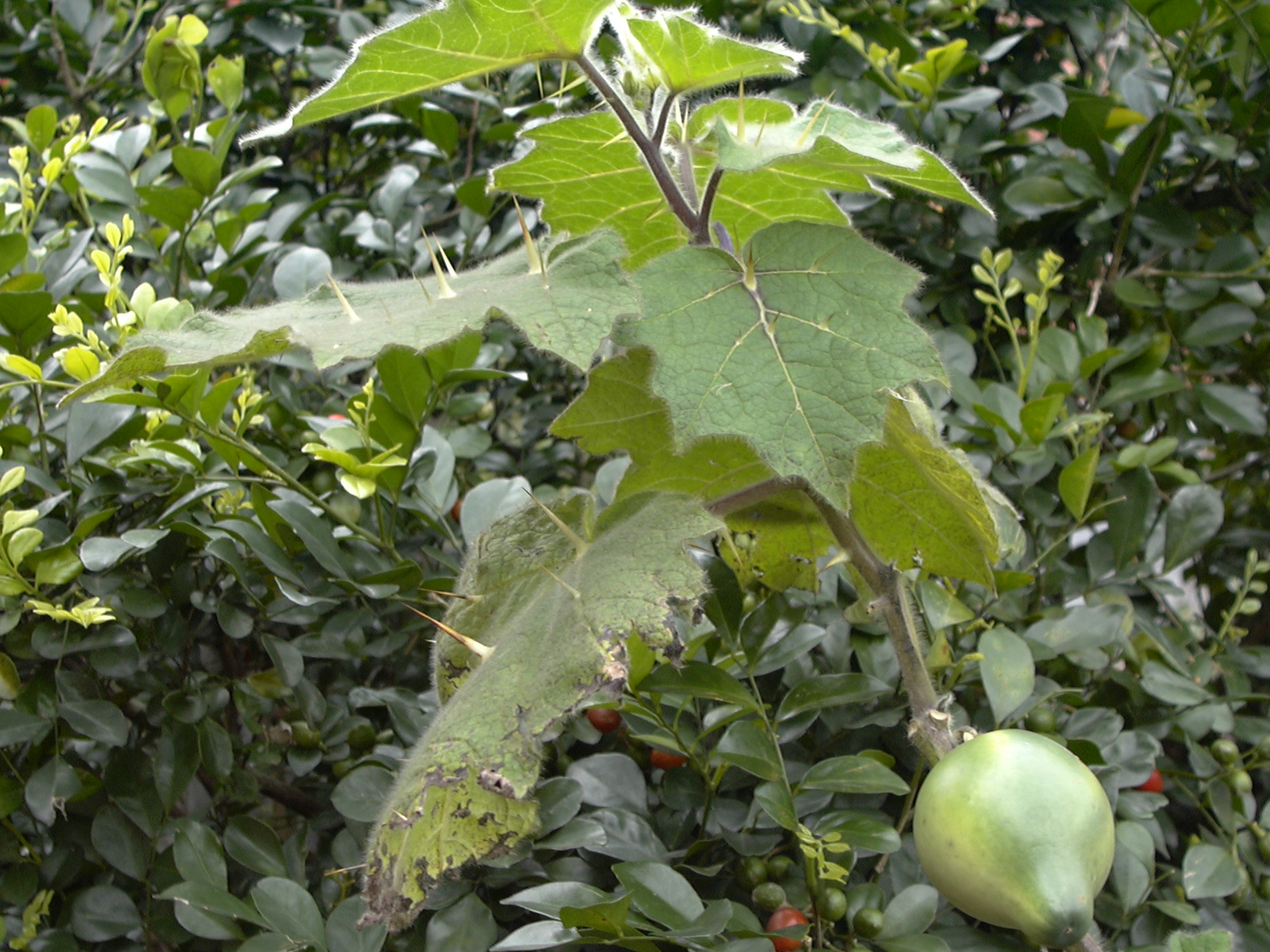 水茄