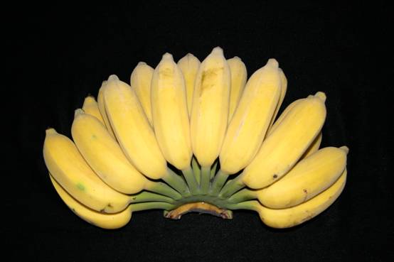 广粉1号粉蕉,品种类型: a target="_blank" href="/item/香蕉/150475"