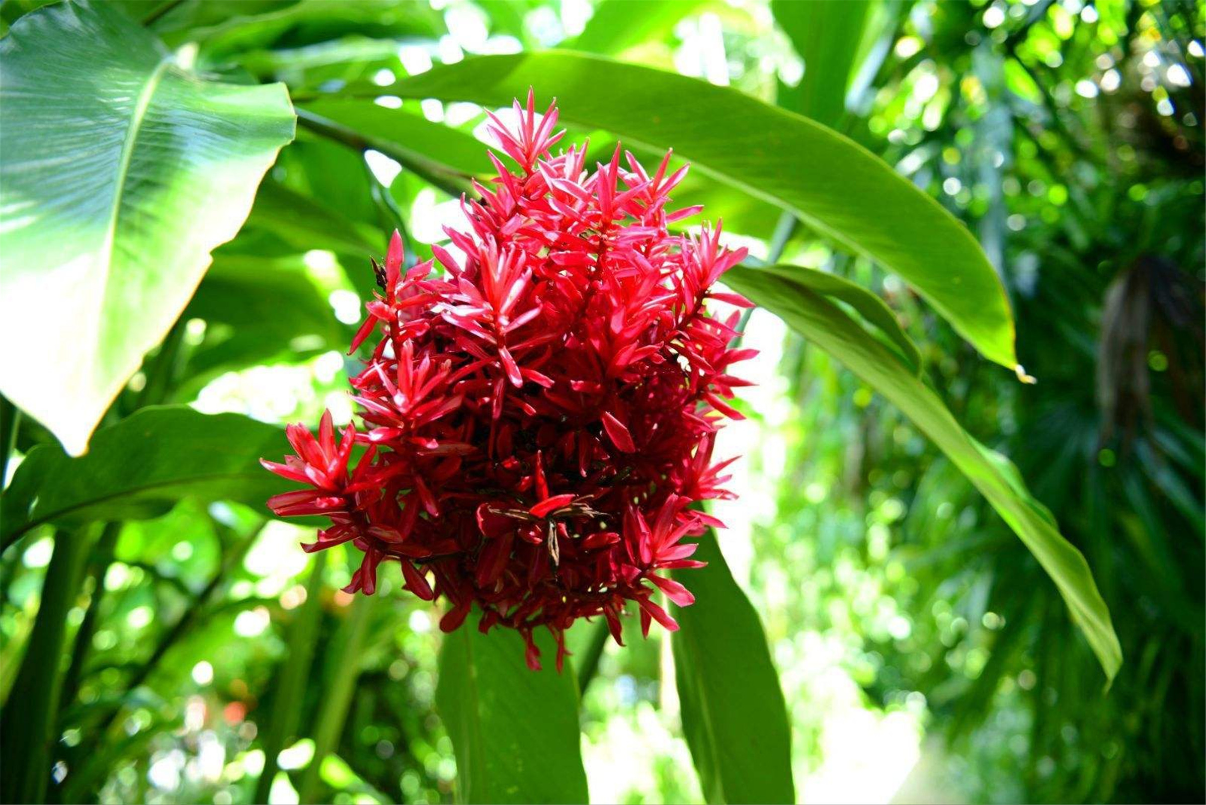 hedychium coccineum buch.-ham.