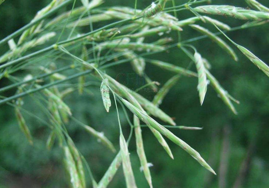 是禾本科,雀麦属一年生 a target="_blank" href="/item/草本/541696