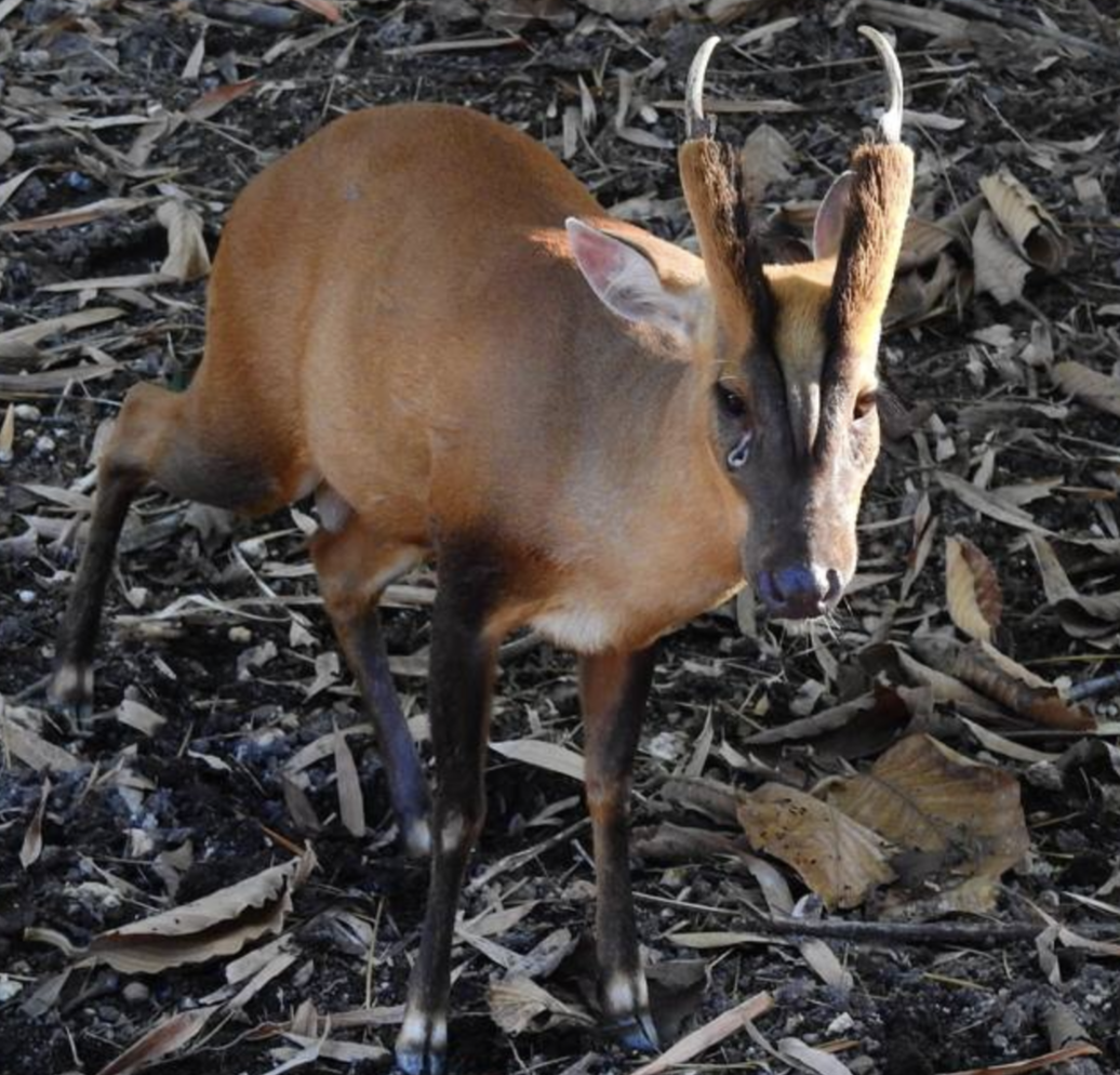 菲氏麂(学名:muntiacus feae)是鹿科,麂属动物