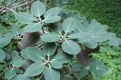 rhododendron cyanocarpum (franch.) franch. ex w. w. sm.