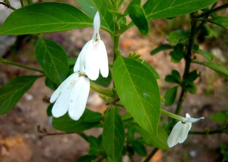 > /b>(学名: b> i>rhinacanthus nasutus /i> /b>),又名 b>灵枝草 /b>