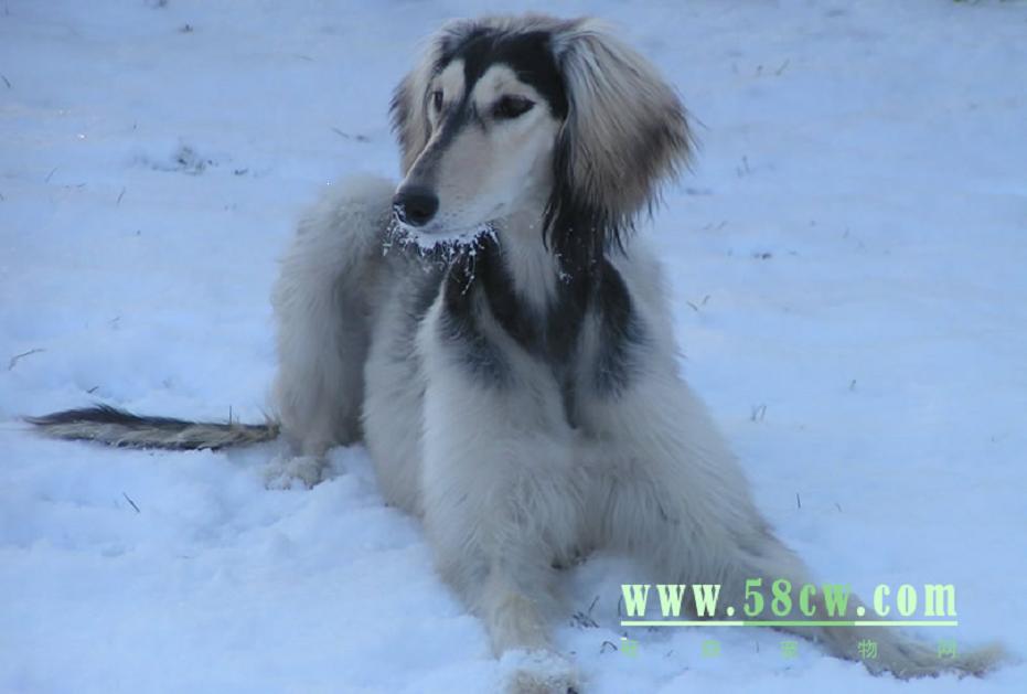 p data-id="gnwr4d4tp4">萨路基猎犬是一种大型猎犬,英文名称:saluki