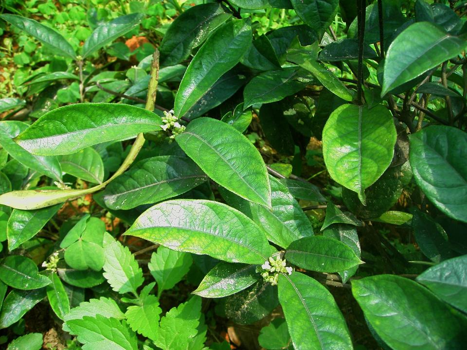 巴戟天(学名: i>morinda officinalis  /i>how)是茜草科,巴戟天属植物