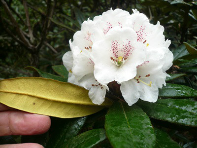  p>棕背杜鹃(学名: i>rhododendron alutaceum /i> balf. f. et w. w.