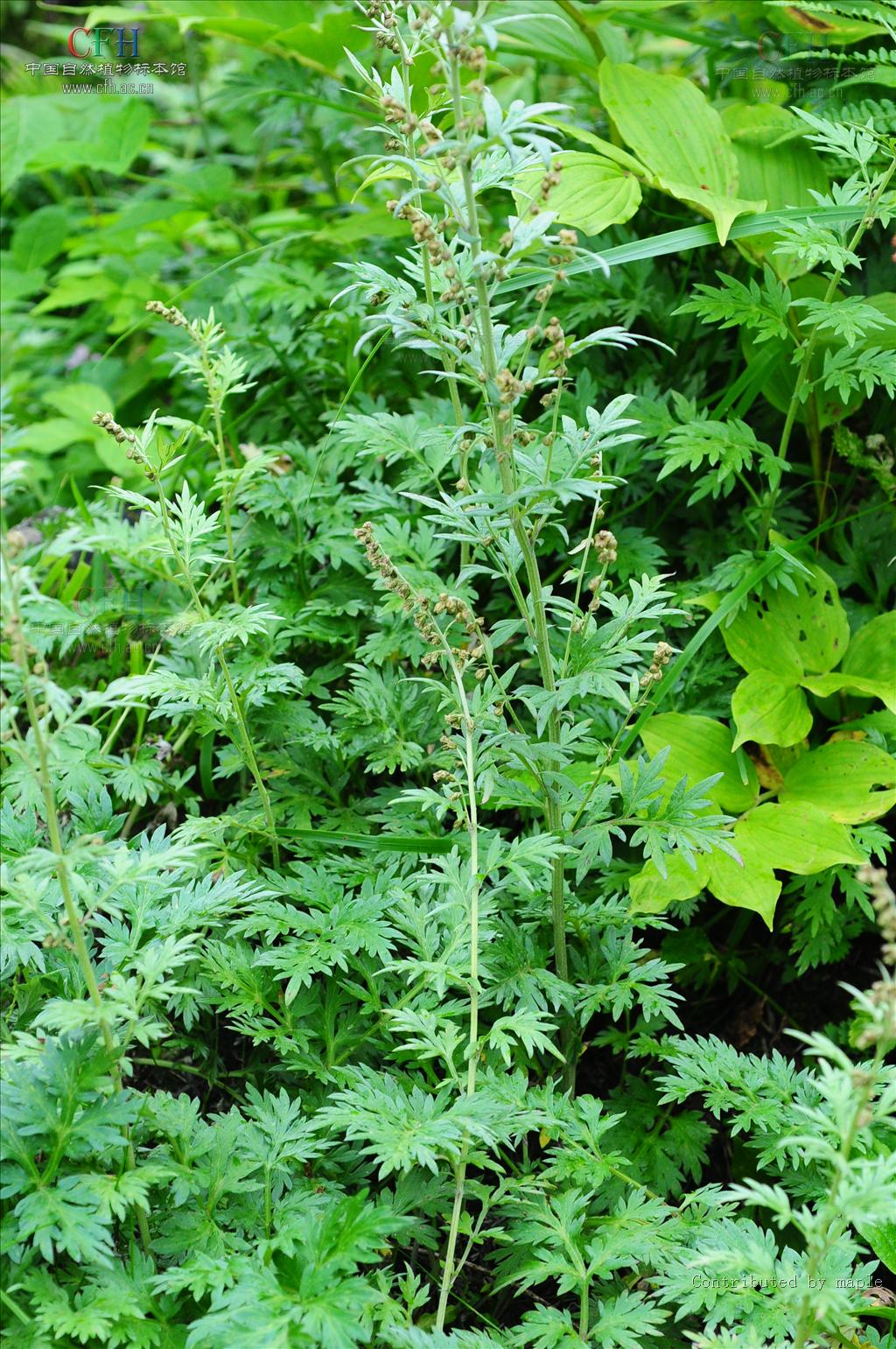 p>甘新青蒿(学名: i>artemisia polybotryoidea /i>)是菊科蒿属的植物