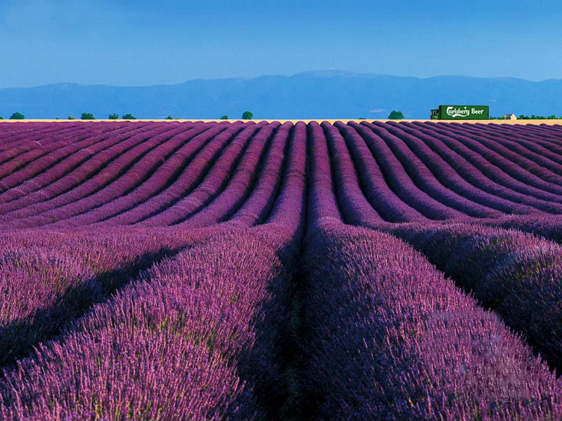  p data-id="gntwcpvu7h">薰衣草( i>lavandula angustifolia  /i>