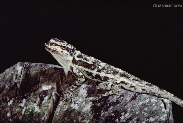  p data-id="tj2azb8cvmhu">安乐蜥是蜥蜴目鬣鳞蜥科安乐蜥属爬行动物