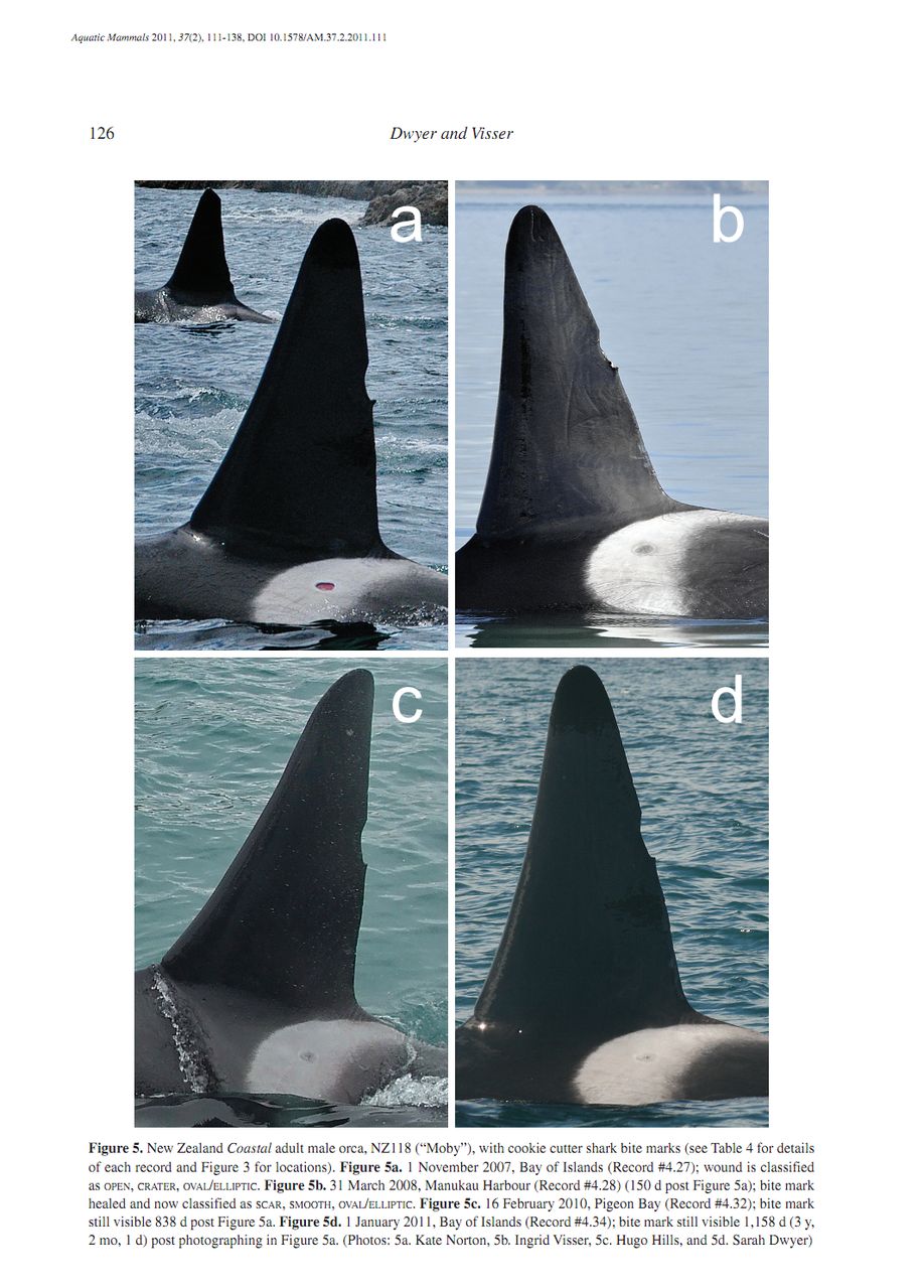 p>雪茄达摩鲨又称雪茄鲛,是一种深海小型鲨,夜晚常到水体上层垂直地