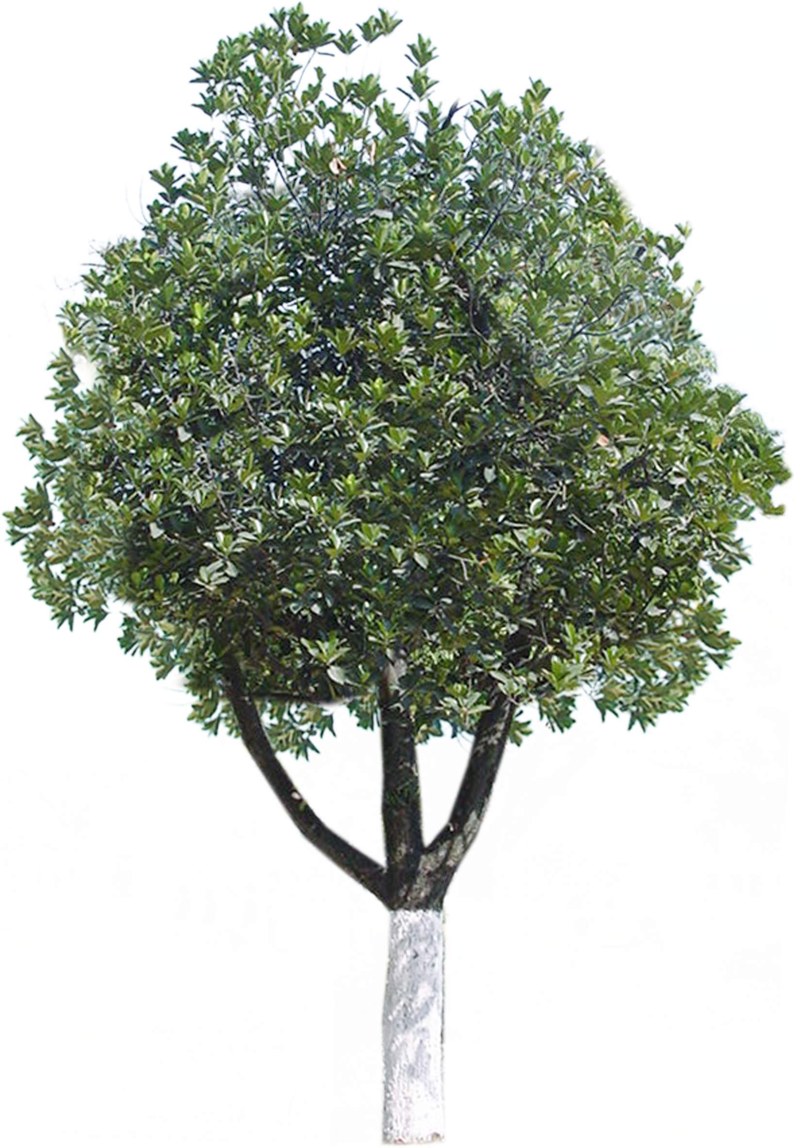  p>阔叶树:叶子宽阔的树.