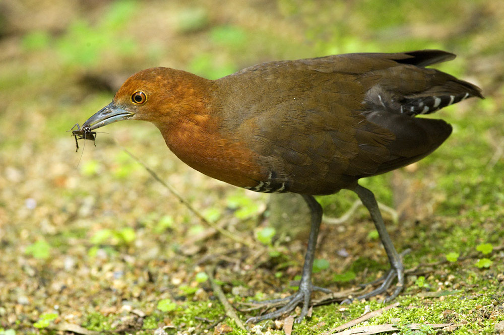 它有一个相对身体显得纤细的脖和腿脚,是一种小型的 a target="_blank