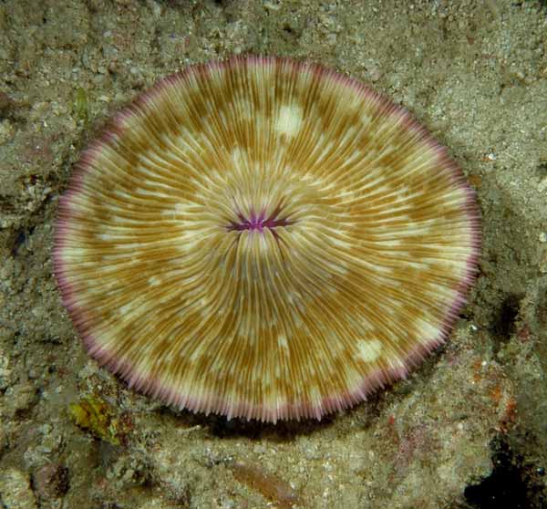  p>蕈珊瑚属(学名:fungia)是水螅型的单体或群体动物,共有25种.