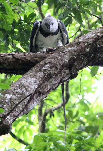  p>美洲角雕(学名: i>harpia harpyja /i>)是大型猛禽,体型大,喙和爪