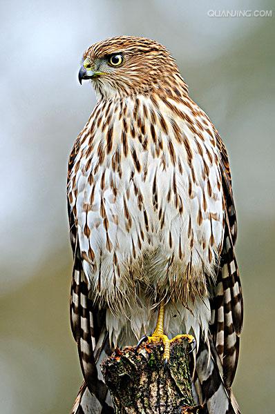 p>鸡鹰,accipiter cooperii (bonaparte, 1828),隼形目,鹰科,鹰属的