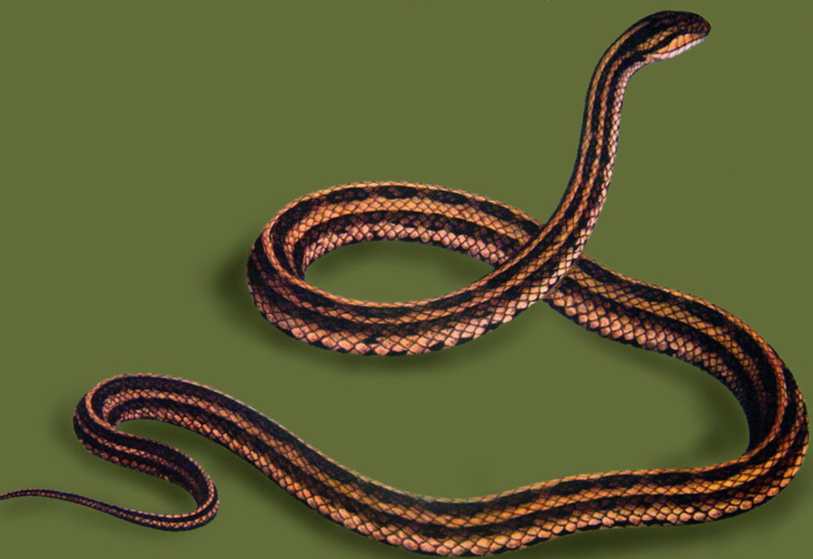  p>中国小头蛇(拉丁名 i>oligodon chinensis /i>),俗称秤杆蛇,游蛇科