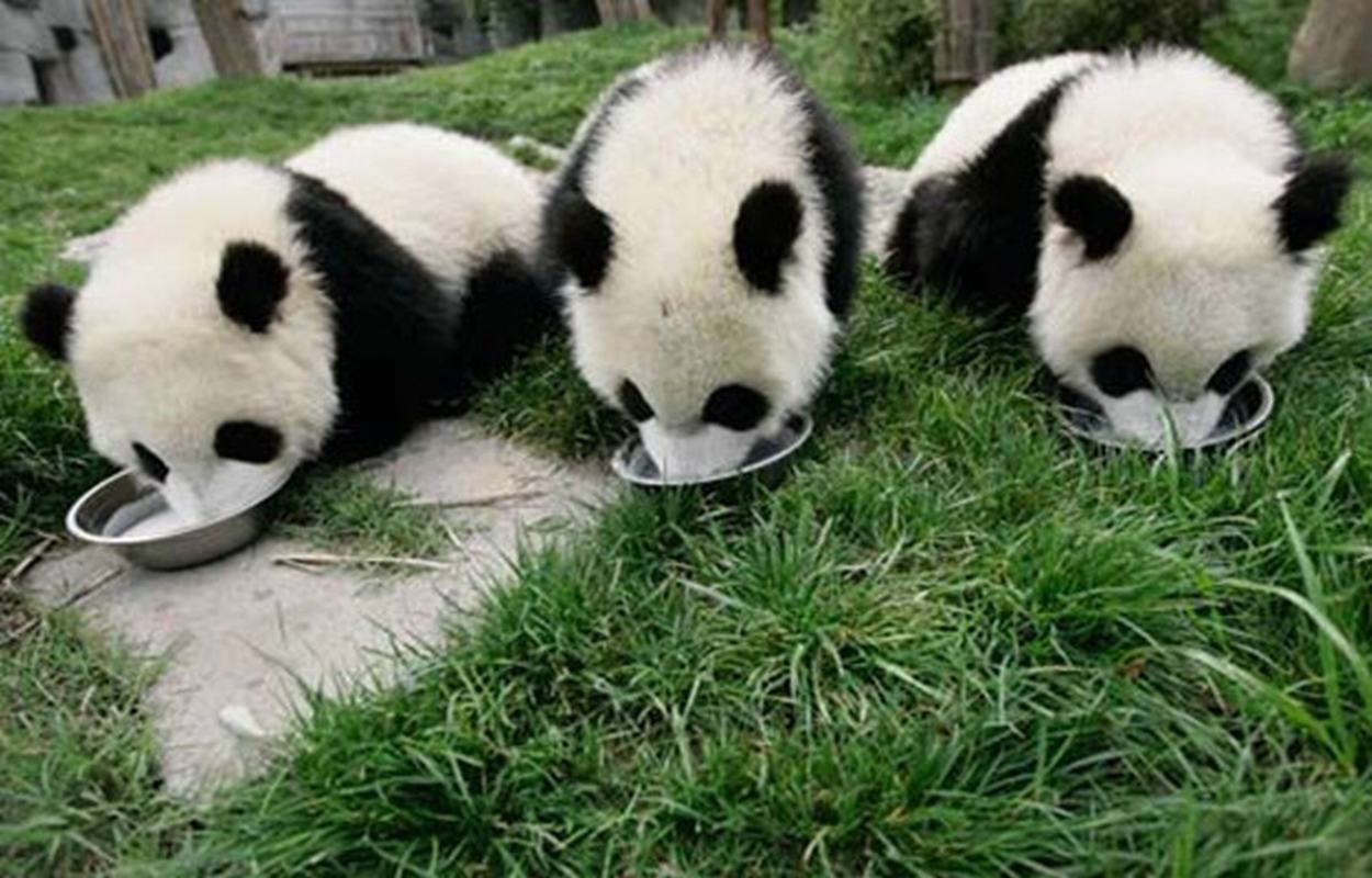 data-lemmaid="165311">福州 /a>)熊猫世界,由"大熊猫馆","小熊猫馆"