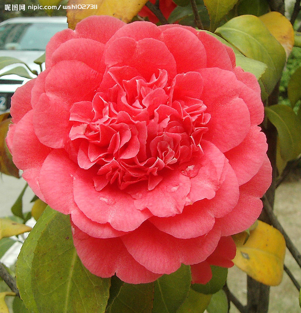 川红花