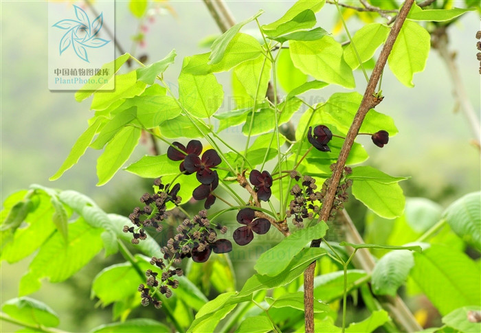 木通属落叶木质 a target="_blank" href="/item/藤本">藤本 /a>植物