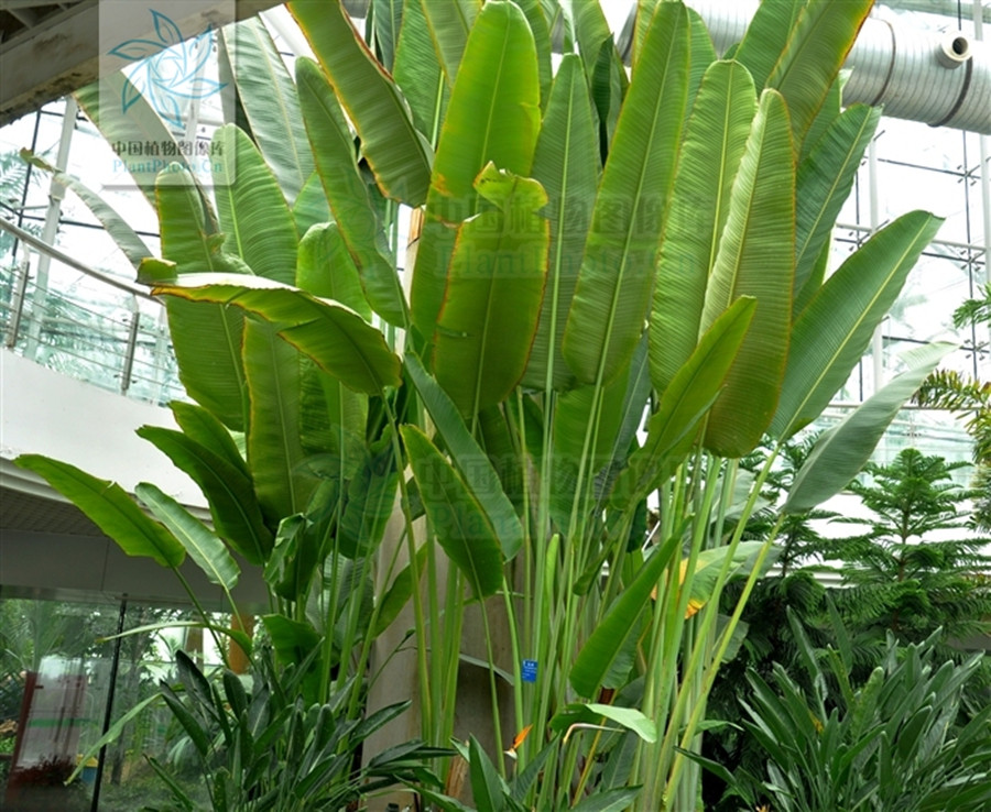 是鹤望兰科旅人蕉属的常绿乔木状多年生草本植物.