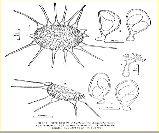  p>柿生球针壳,白粉菌科球针壳属的一种,主要生于叶背.