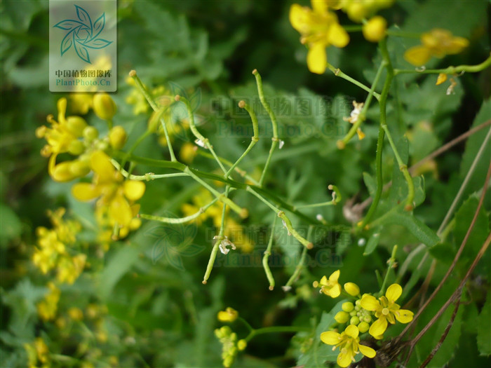  p>欧亚蔊菜(rorippa sylvestris (l.) besser),十字花科蔊菜属植物.