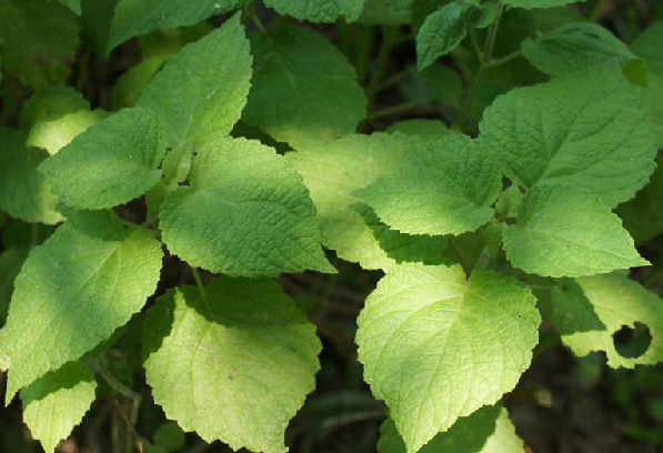 为唇形科植物冠唇花 i>microtoenainsuavis /i>(hance)prainexdunn的