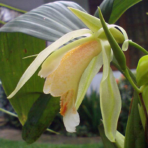  p>疏茎贝母兰(学名: i>coelogyne suaveolens /i>  (lindl.) hook.