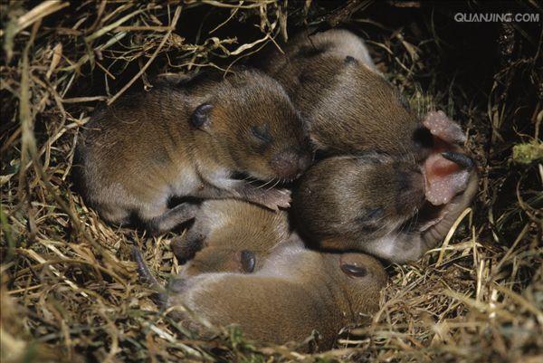  p>普通田鼠(学名:microtus arvalis)体长126~128mm,吻部短而钝,耳壳