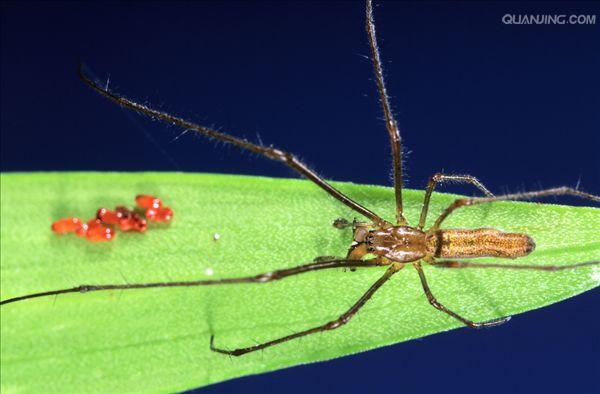  p data-id="gnx3f1oo17">草蜘蛛又叫花蜘蛛,草蛛,迷路漏斗草蛛,为