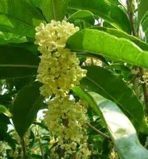  p>佛顶珠(学名: i>osmanthus fragrans /i> 'xiaoye foding
